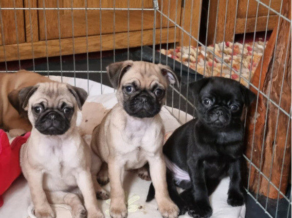  Beautiful Litter Pug Puppies for a new home( Kc Reg ) 