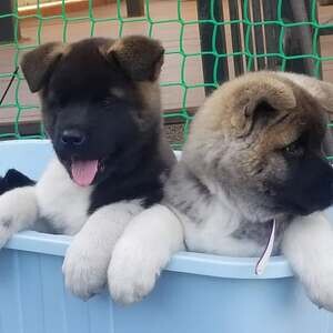 Adorable Akita Puppies | PostAds PH