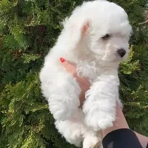 Bichon Frise Puppies | PostAds PH