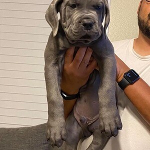 Cane Corso Champion Purebred Puppies | PostAds PH