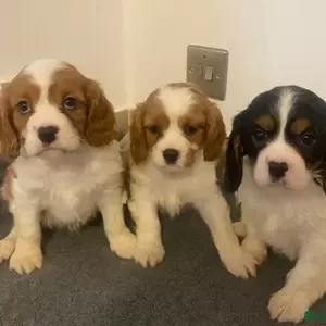 Beautiful King Cavalier Puppies | PostAds PH