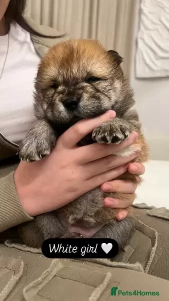 Chow Chow puppies
