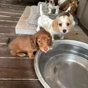 Dachshund puppies | PostAds PH