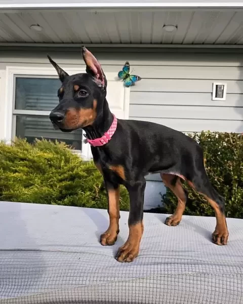Dobermann puppies