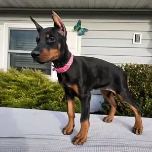 Dobermann puppies | PostAds PH