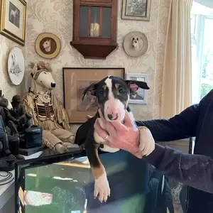 English Bull Terrier puppies | PostAds PH