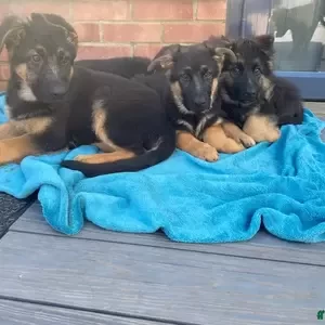 German Shepherd puppies | PostAds PH