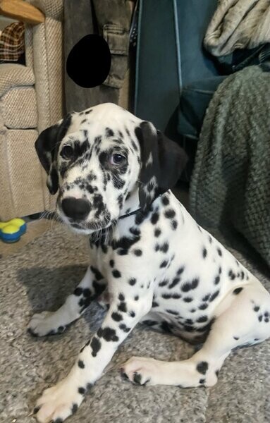 Gorgeous Dalmatian Puppies