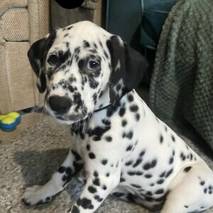 Gorgeous Dalmatian Puppies | PostAds PH