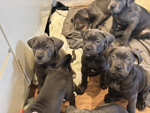 Blue cane corso pups