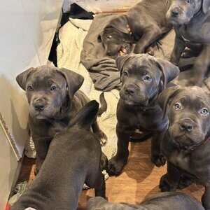 Blue cane corso pups | PostAds PH