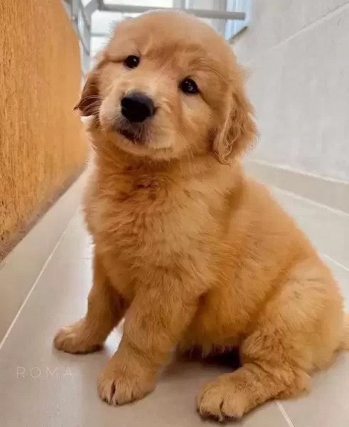 Golden Retriever puppies
