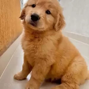 Golden Retriever puppies | PostAds PH