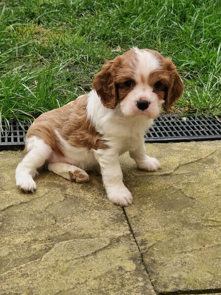 Cavalier King Charles Spaniel tricolour