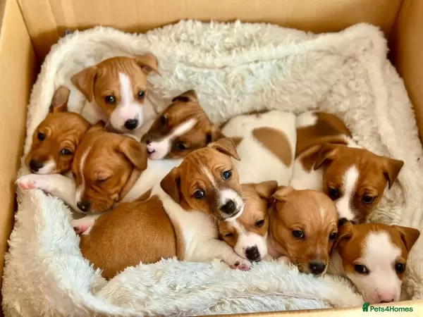 Jack Russel Terrier puppies