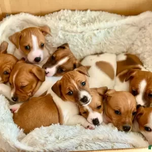 Jack Russel Terrier puppies | PostAds PH