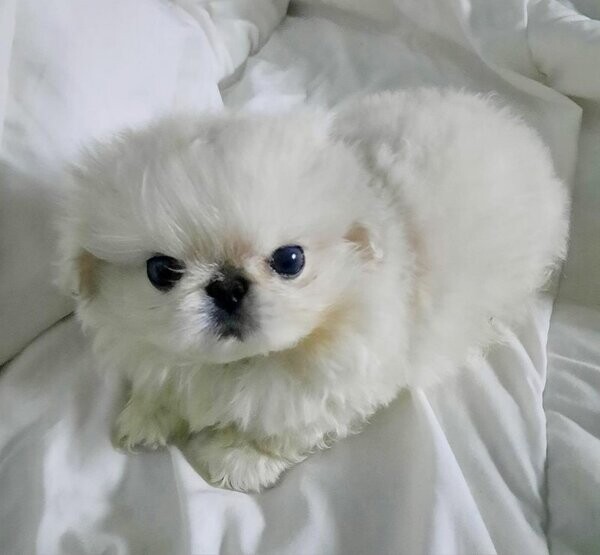 white Pekingese puppies