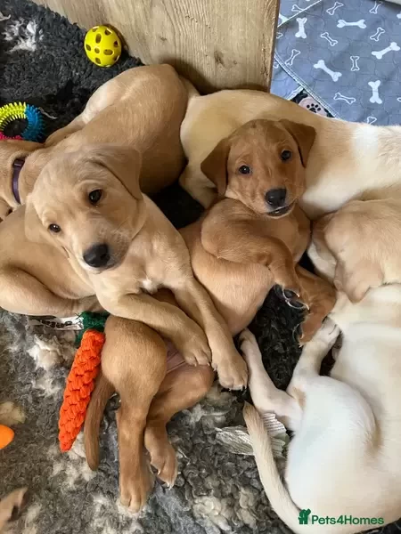 Labrador Retriever puppies