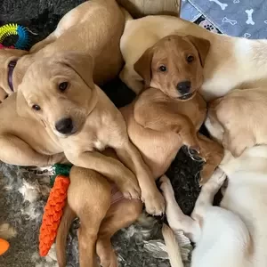 Labrador Retriever puppies | PostAds PH