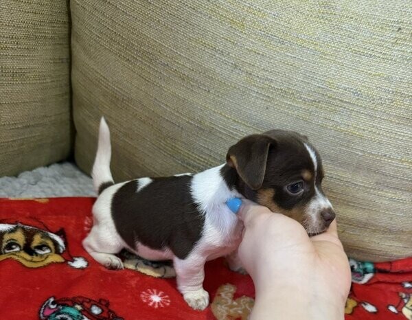 Jack Russell puppies