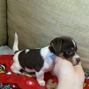 Jack Russell puppies | PostAds PH