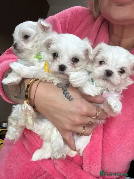 Maltese puppies
