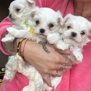 Maltese puppies | PostAds PH