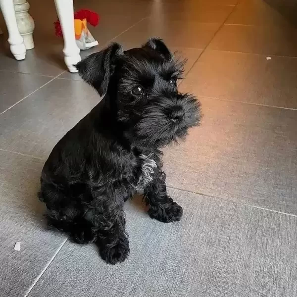 Miniature Schnauzer puppies
