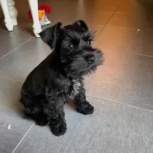 Miniature Schnauzer puppies | PostAds PH