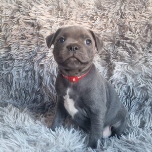 Beutifull staffordshire Bull terrier | PostAds PH
