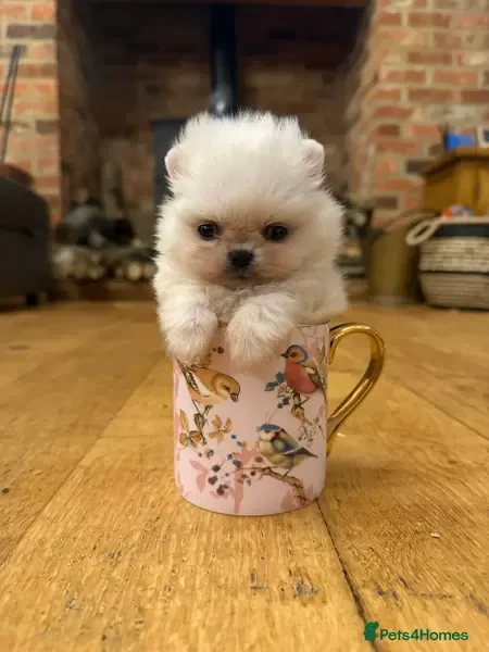 Teacup Pomeranian puppies