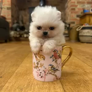 Teacup Pomeranian puppies | PostAds PH