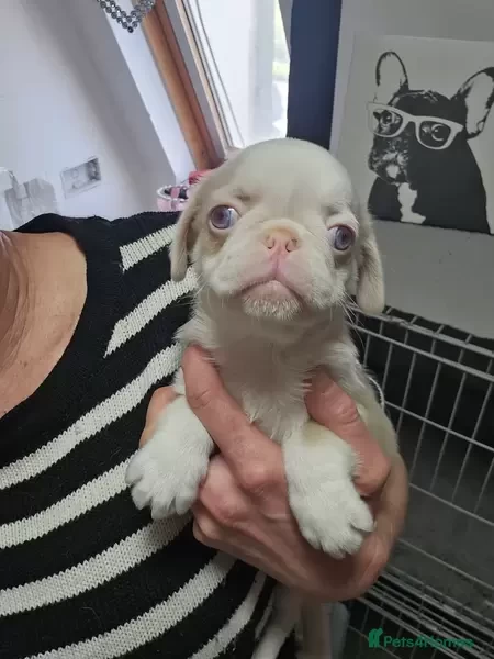 Beautiful Pug puppies