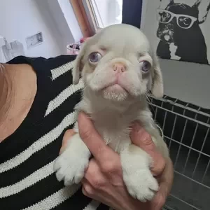 Beautiful Pug puppies | PostAds PH