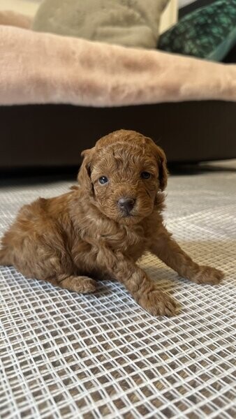 Tiny Toy Poodle
