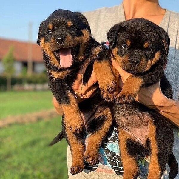 Rottweiler puppies 