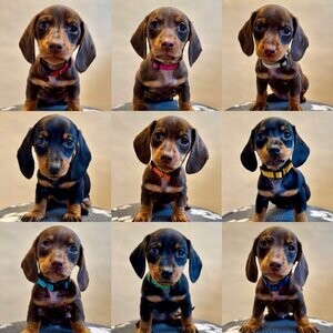 Miniature Dachshund | PostAds PH