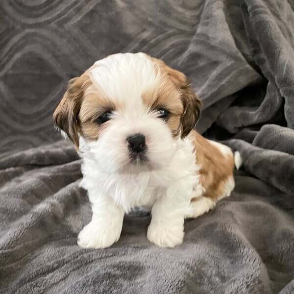Shih Tzu puppies