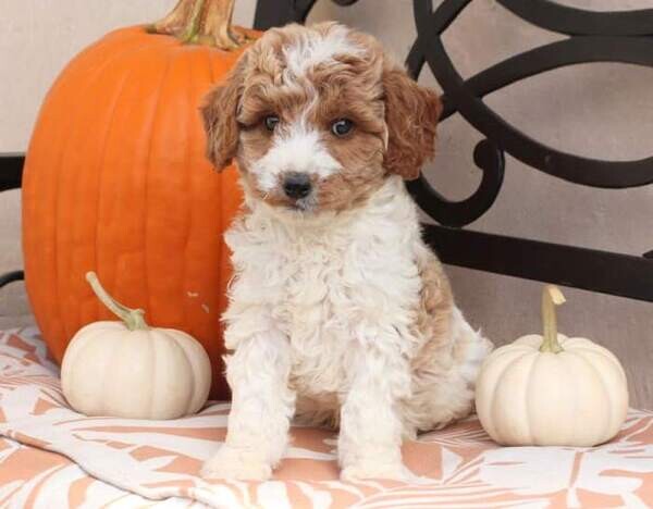 F1b mini goldendoodle puppies