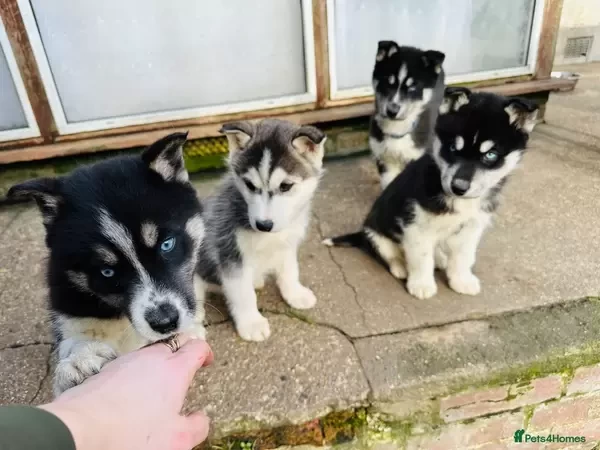 Siberian Husky puppies