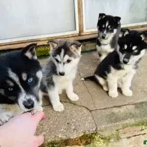 Siberian Husky puppies | PostAds PH