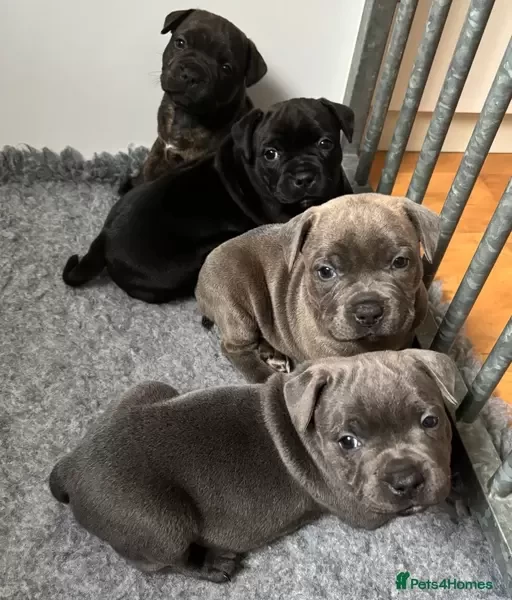 Staffordshire Bull Terrier puppies