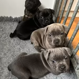 Staffordshire Bull Terrier puppies | PostAds PH