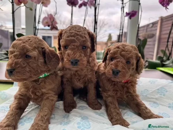 Toy Poodle puppies