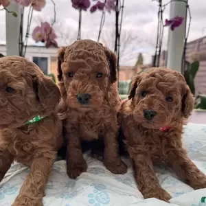 Toy Poodle puppies | PostAds PH