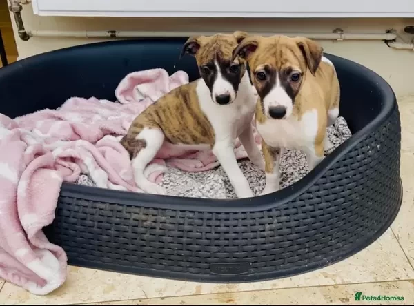 Whippet puppies