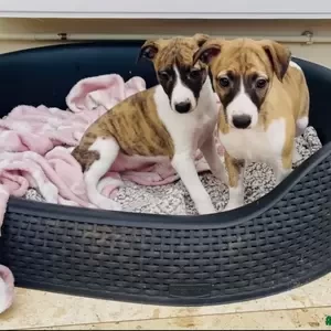 Whippet puppies | PostAds PH