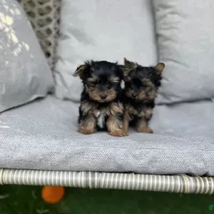 Yorkshire Terrier puppies | PostAds PH