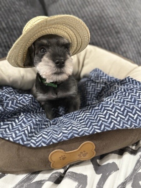 Purebred Miniature Schnauzer Puppies