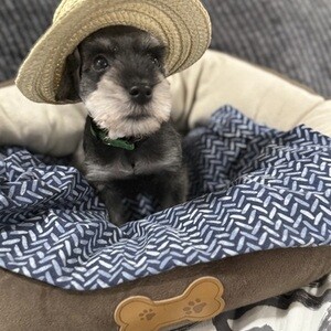 Purebred Miniature Schnauzer Puppies | PostAds PH